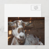 Pygmy Goat Briefkaart (Voorkant / Achterkant)