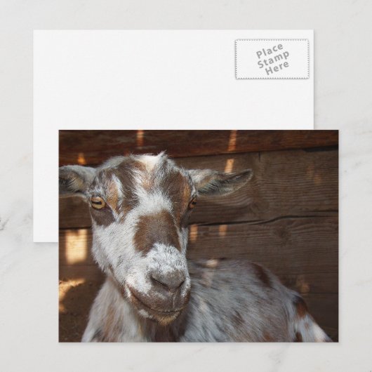 Pygmy Goat Briefkaart (Voorkant / Achterkant)