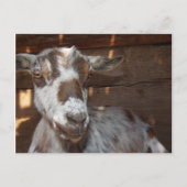 Pygmy Goat Briefkaart (Voorkant)