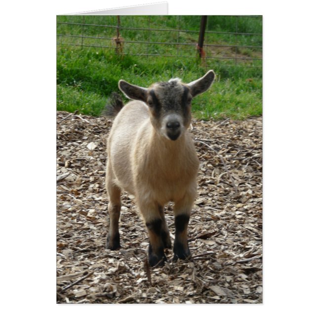 Pygmy Goat Doe (Voorkant)