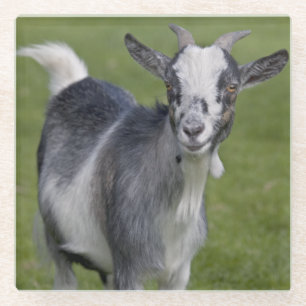 Pygmy Goat Glass Onderzetter