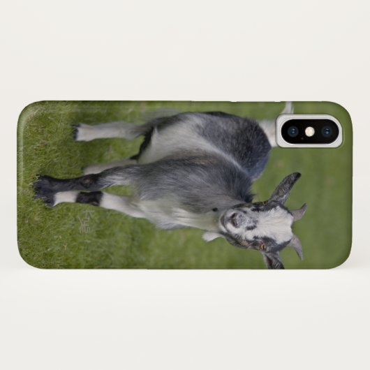 Pygmy Goat iPhone X Hoesje (Achterkant (horizontaal))