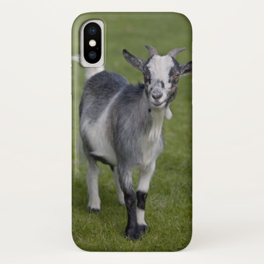 Pygmy Goat iPhone X Hoesje (Achterkant)