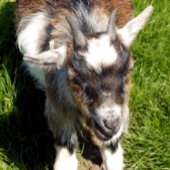 PYGMY GOAT KAART