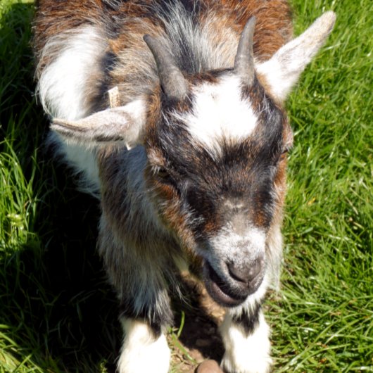 PYGMY GOAT KAART