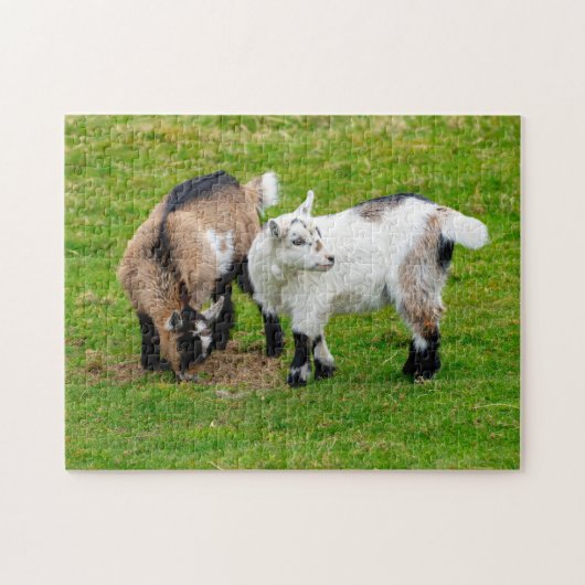 Pygmy Goat Kids Jigsaw puzzle Legpuzzel (Horizontaal)