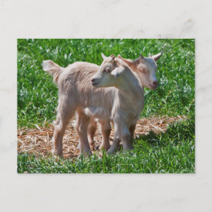 Pygmy Goat Kinder Briefkaart