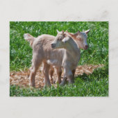 Pygmy Goat Kinder Briefkaart (Voorkant)