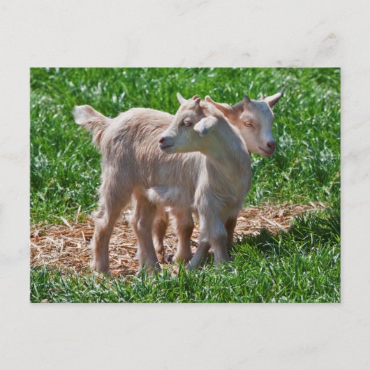 Pygmy Goat Kinder Briefkaart (Voorkant)