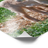 Pygmy Goat Kinder Print Foto Afdruk (Hoek)