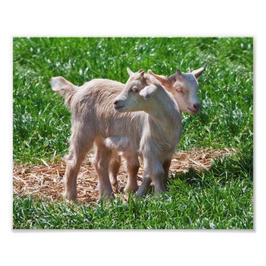 Pygmy Goat Kinder Print Foto Afdruk (Voorkant)
