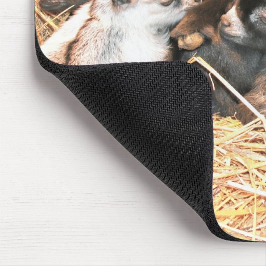 Pygmy Goat Muismat (Hoek)