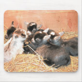 Pygmy Goat Muismat (Voorkant)