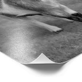 Pygmy Goat Print (zwart-wit) Foto Afdruk (Hoek)