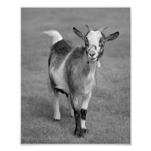Pygmy Goat Print (zwart-wit) Foto Afdruk (Voorkant)