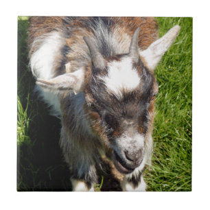 PYGMY GOAT TEGELTJE