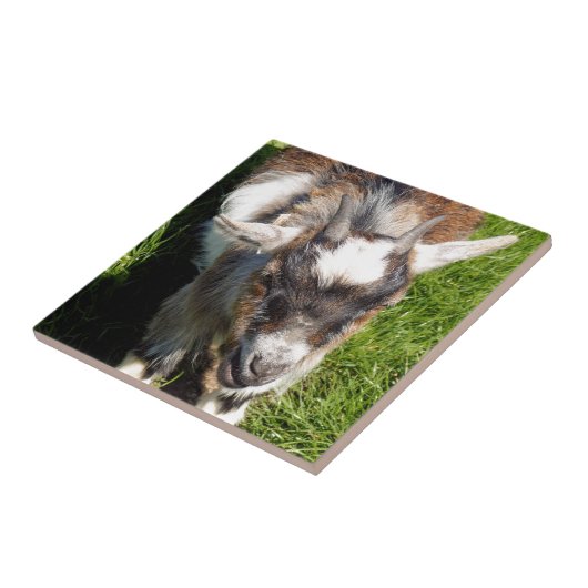 PYGMY GOAT TEGELTJE (Zijkant)