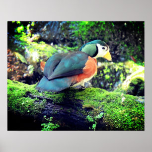Pygmy Goose Poster - R - 0937