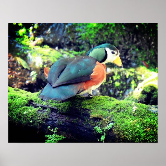 Pygmy Goose Poster - R - 0937 (Voorkant)
