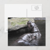 Pygmy Hippo Briefkaart (Voorkant / Achterkant)