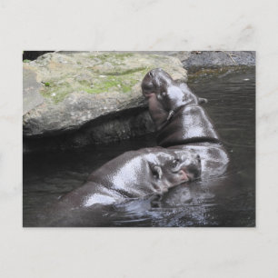 Pygmy Hippo Briefkaart
