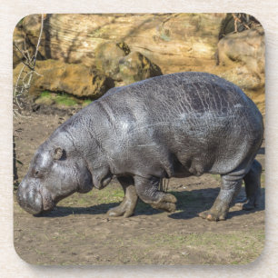 Pygmy hippo harde plastic onderzetters