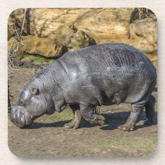 Pygmy hippo harde plastic onderzetters (Voorkant)