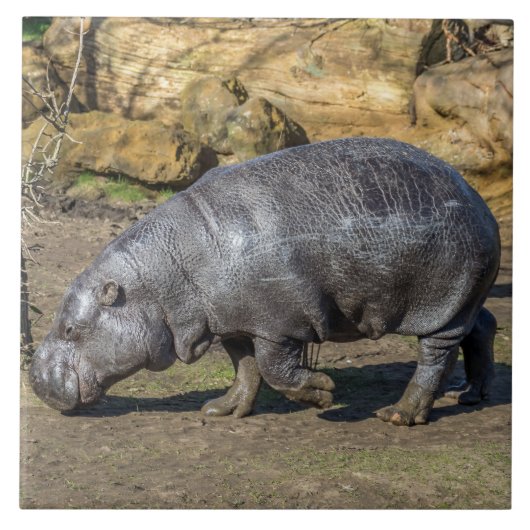 Pygmy hippo keramische tegel tegeltje (Voorkant)