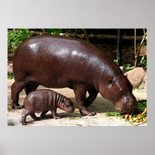 Pygmy Hippo Pair Hippopotamus Portret Poster