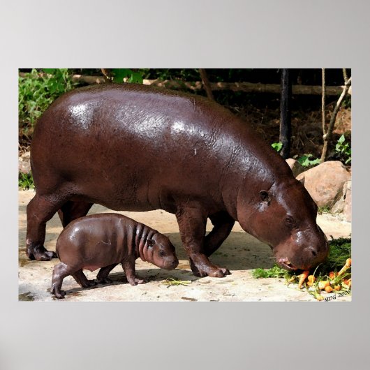 Pygmy Hippo Pair Hippopotamus Portret Poster (Voorkant)