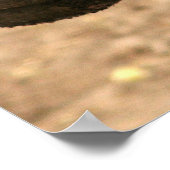 Pygmy Hippo Poster (Hoek)