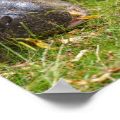 Pygmy Hippopotamus Poster (Hoek)