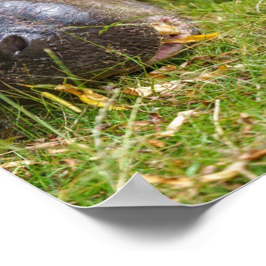Pygmy Hippopotamus Poster (Hoek)