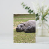 Pygmy hippos briefkaart (Staand voorkant)