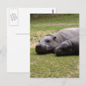 Pygmy hippos briefkaart (Voorkant / Achterkant)