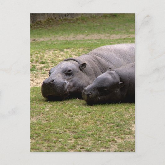 Pygmy hippos briefkaart (Voorkant)