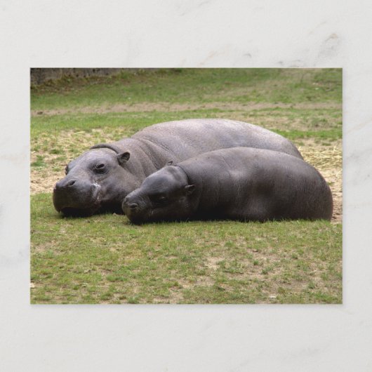 Pygmy hippos briefkaart (Voorkant)