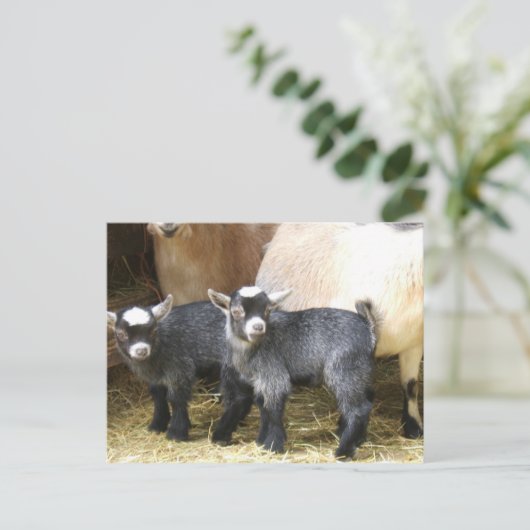 Pygmy Kinderen Briefkaart (Staand voorkant)