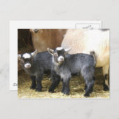 Pygmy Kinderen Briefkaart (Voorkant / Achterkant)