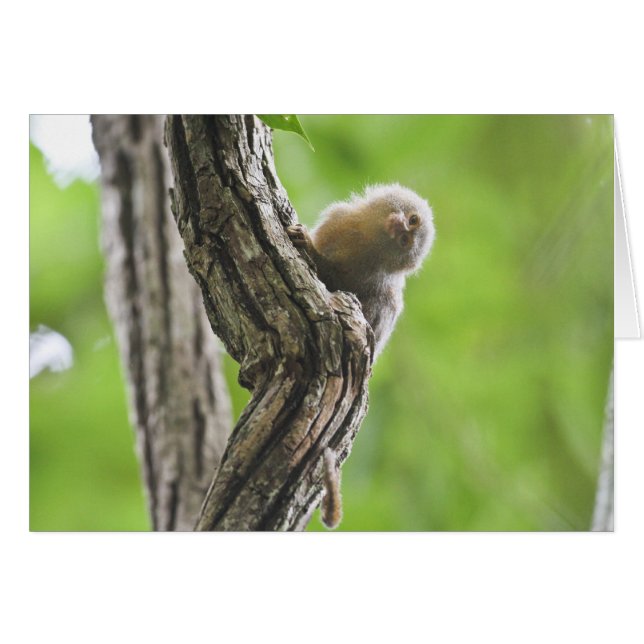 Pygmy Marmoset (Voorkant Horizontaal)