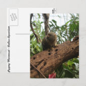 Pygmy Marmoset # 2 Briefkaart (Voorkant / Achterkant)