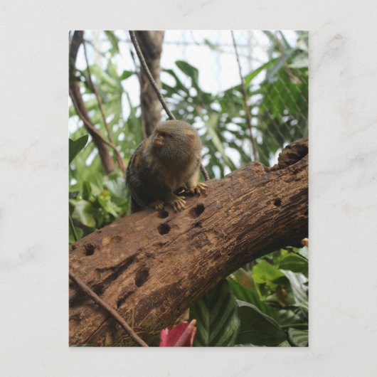 Pygmy Marmoset # 2 Briefkaart (Voorkant)