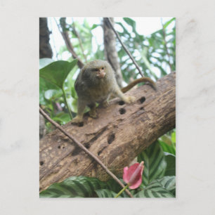 Pygmy Marmoset # 8 Briefkaart