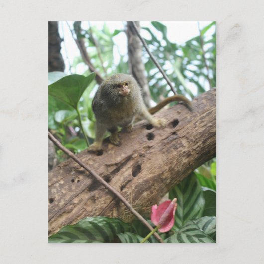 Pygmy Marmoset # 8 Briefkaart (Voorkant)