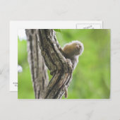 Pygmy Marmoset Briefkaart (Voorkant / Achterkant)
