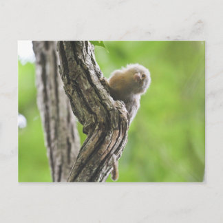 Pygmy Marmoset Briefkaart