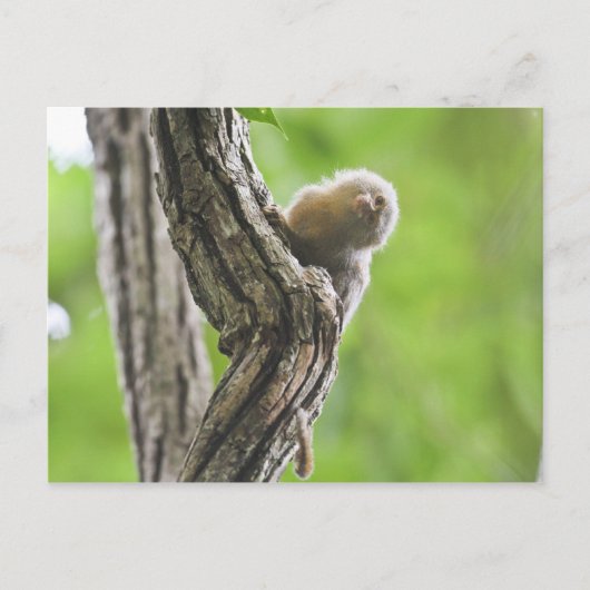 Pygmy Marmoset Briefkaart (Voorkant)