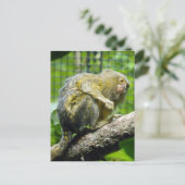 Pygmy Marmoset Briefkaart (Staand voorkant)
