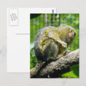 Pygmy Marmoset Briefkaart (Voorkant / Achterkant)