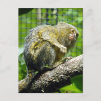Pygmy Marmoset Briefkaart